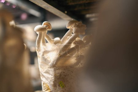Foto de Cultivo de champiñones shimiji Alimentos ecológicos Biofarm Alimentos vegetarianos champiñones comestibles cultivan bolsas de plástico en los estantes alimentos - Imagen libre de derechos