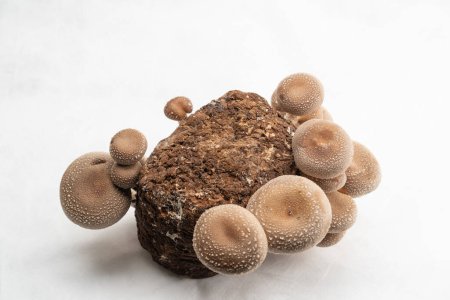 Téléchargez les photos : Un groupe de champignons shiitake comestibles sur une ferme de champignons Lentinula edodes poussant sur billes sur fond blanc gros plan - en image libre de droit