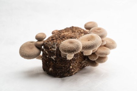 Téléchargez les photos : Un groupe de champignons shiitake comestibles sur une ferme de champignons Lentinula edodes poussant sur billes sur fond blanc gros plan - en image libre de droit
