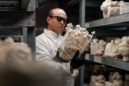 Téléchargez les photos : Un mycologue de la ferme de champignons fait pousser des champignons crinière de lion scientifique en blouse blanche vérifie les champignons les tenant dans ses mains - en image libre de droit