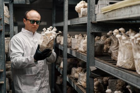 A mycologist from mushroom farm grows lion's mane mushrooms scientist in white coat checks mushrooms holding them in his hands