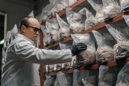 Téléchargez les photos : Champignon scientifique-mycologue ferme cultive et teste les champignons sacs en plastique cultivant des aliments biologiques - en image libre de droit
