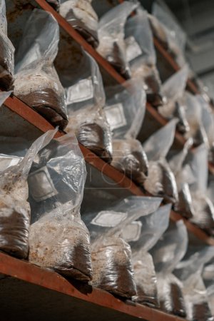 Téléchargez les photos : Champignons cultivant et cultivant des champignons dans des sacs en plastique et des supports de matériaux organiques du sol gros plan - en image libre de droit