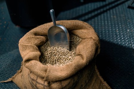 Foto de Primer plano de granos de café crudos verdes se encuentran en una bolsa con una espátula antes de asar el concepto de producción de la industria del café - Imagen libre de derechos
