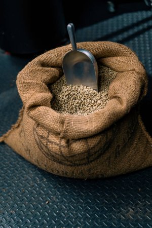 Téléchargez les photos : Gros plan de grains de café vert cru se trouvent dans un sac avec une spatule avant torréfaction concept de production de l'industrie du café - en image libre de droit