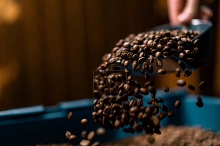 Foto de Un trabajador de la fábrica recoge granos de café aromáticos recién tostados con espátula para la venta - Imagen libre de derechos