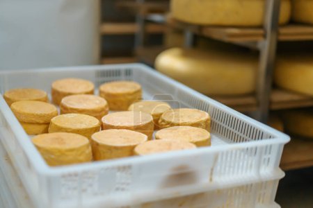 Foto de Cabezas de queso en almacén de maduración de queso Concepto de producción Deliciosos quesos close-up - Imagen libre de derechos