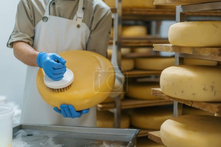 Foto de Manos masculinas en guantes limpiando queso por cepillo en una granja lechera de almacén Producción lechera Negocio agrícola exitoso - Imagen libre de derechos