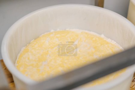 Téléchargez les photos : Fromage fraîchement fabriqué se trouve dans un récipient dans une fromagerie close-up têtes fromage en production - en image libre de droit