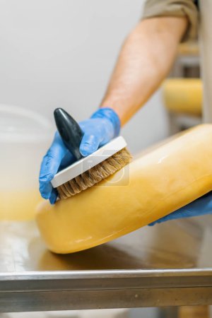Photo for Male hands in gloves cleaning cheese by brush in warehouse milky farm Dairy production Successful agriculture business - Royalty Free Image
