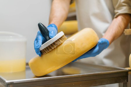 Téléchargez les photos : Mains dans les gants nettoyage du fromage au pinceau dans l'entrepôt ferme laitière Production laitière Entreprise agricole prospère - en image libre de droit