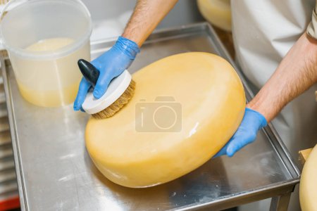 Téléchargez les photos : Mains dans les gants nettoyage du fromage au pinceau dans l'entrepôt ferme laitière Production laitière Entreprise agricole prospère - en image libre de droit