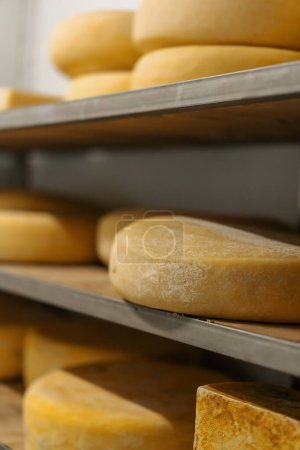 Foto de Cabezas de queso en estantes de madera en almacén de maduración de queso Concepto de producción quesos deliciosos - Imagen libre de derechos