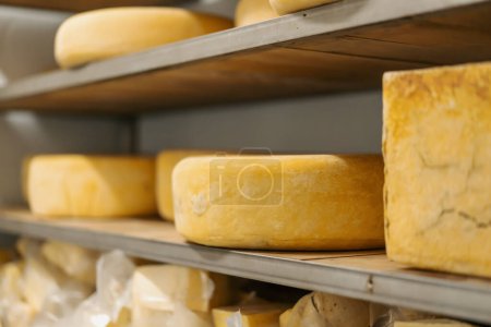 Foto de Cabezas de queso en estantes de madera en almacén de maduración de queso Concepto de producción quesos deliciosos - Imagen libre de derechos