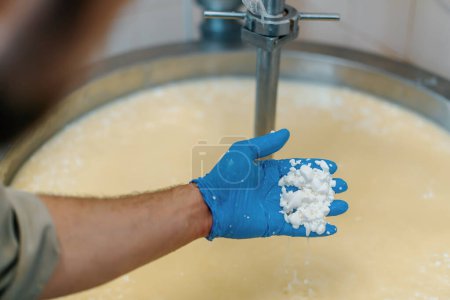 Photo for Milk mixing at cheese factory cheese maker checks cheese by hand in large tank Pasteurization Cheese production cheese factory - Royalty Free Image