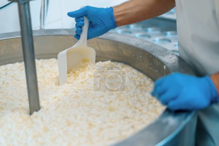 Photo for Milk mixing at cheese factory cheese maker checks cheese in large tank Pasteurization Cheese production cheese factory - Royalty Free Image