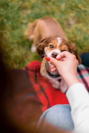 Téléchargez les photos : Petit chien mignon drôle avec le propriétaire sur une promenade dans la fille du parc donne un régal à l'animal de compagnie pour la commande terminée - en image libre de droit