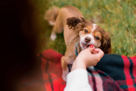 Photo for Little funny cute dog with the owner on a walk in the park girl gives a treat to the pet for completed command - Royalty Free Image