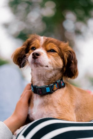 Téléchargez les photos : Portrait d'un petit chien mignon réfléchi avec des oreilles moelleuses dans un collier gros plan chien protège propriétaire - en image libre de droit