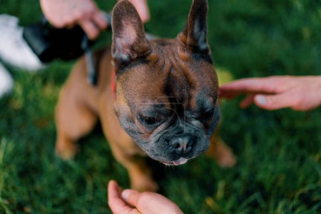 Foto de Retrato de un pequeño perro lindo de la raza bulldog francés paseando en el parque siendo acariciado por el propietario animal naturaleza primer plano - Imagen libre de derechos