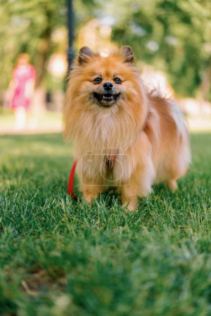 Téléchargez les photos : Portrait d'un petit chien roux mignon pelucheux spitz poméranien marchant dans le parc animaux nature gros plan - en image libre de droit