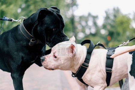 Foto de Perros de razas grandes y diferentes colores olfatean entre sí en el campo de entrenamiento llegar a conocerse en el parque - Imagen libre de derechos