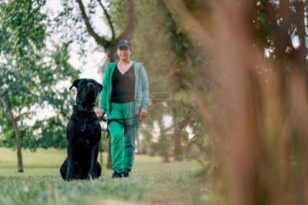 Téléchargez les photos : Portrait d'un chien noir d'une grande race de Cane Corso lors d'une promenade dans le parc avec des animaux propriétaires dans la nature - en image libre de droit