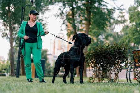 Foto de Retrato de un perro negro de una gran raza de Cane Corso en un paseo por el parque tirando de la correa con todas sus fuerzas - Imagen libre de derechos