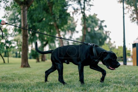 Foto de Retrato de un perro negro de una gran raza de Cane Corso en un paseo por el parque tirando de la correa con todas sus fuerzas - Imagen libre de derechos