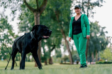 Foto de Una mujer entrena a un perro negro de una gran raza Cane Corso en un paseo por el parque el perro sigue las órdenes del propietario - Imagen libre de derechos