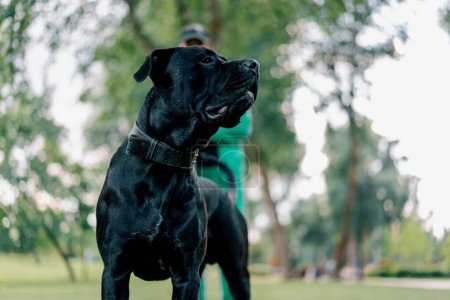 Foto de Un perro negro de una gran raza corso de caña en un paseo por el parque juega y descansa en el retrato de hierba de cerca - Imagen libre de derechos