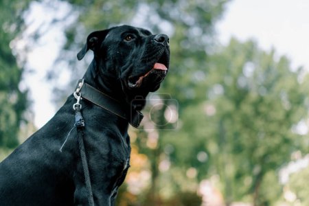 Téléchargez les photos : Un chien noir d'un corso de canne de grande race lors d'une promenade dans le parc joue et repose sur l'herbe portrait gros plan - en image libre de droit
