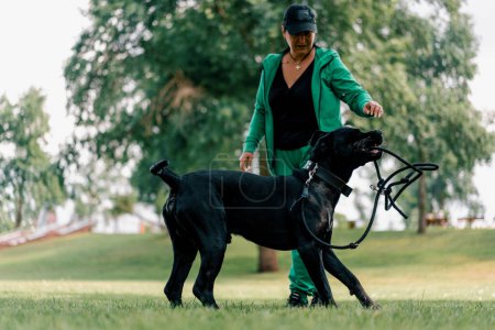 Foto de Una mujer entrena a un gran perro negro Cane Corso en un paseo por el parque el perro desobedece y toma correa - Imagen libre de derechos