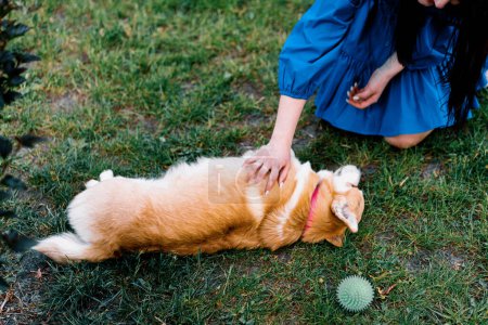Téléchargez les photos : Une jeune fille un zoopsychologue calme un chien corgi dans le parc le chien est assis à côté du propriétaire qui la loue - en image libre de droit