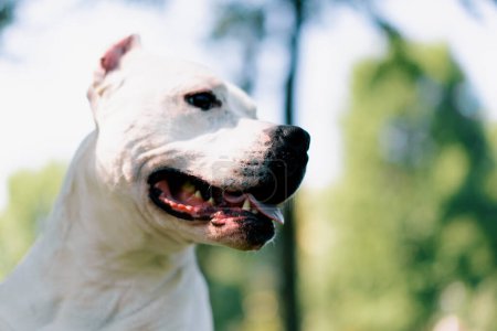 Foto de Retrato de un hermoso perro blanco de la raza pit bull Staffordshire terrier en un paseo por el parque descansando - Imagen libre de derechos