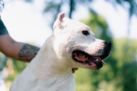 Foto de Retrato de un hermoso perro blanco de la raza pit bull Staffordshire terrier en un paseo por el parque descansando - Imagen libre de derechos