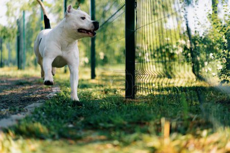 Foto de Retrato de un hermoso perro blanco de la raza pit bull Staffordshire terrier en un paseo por el territorio de los guardias del parque - Imagen libre de derechos