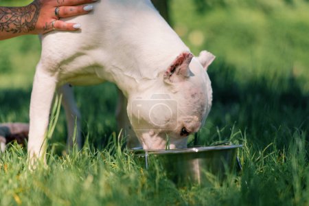Foto de Hermoso blanco perro de pit bull crianza staffordshire terrier en un paseo en el parque descansando agua potable de tazón de cerca - Imagen libre de derechos