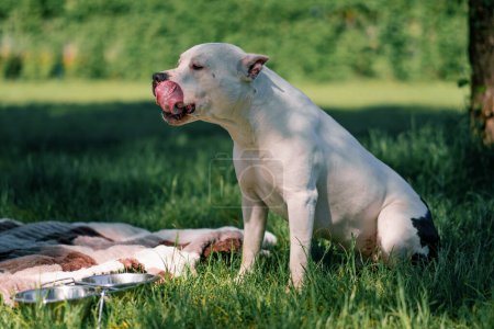 Téléchargez les photos : Portrait d'un beau chien pitbull blanc Staffordshire terrier sur une promenade dans le parc se reposant lécher la langue - en image libre de droit