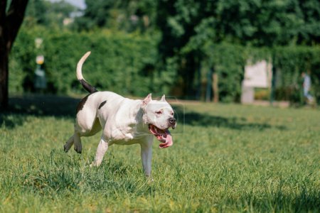 Foto de Hermoso perro blanco con lengua sobresaliendo pitbull staffordshire terrier a pie en el parque jugando en la hierba animales de verano - Imagen libre de derechos