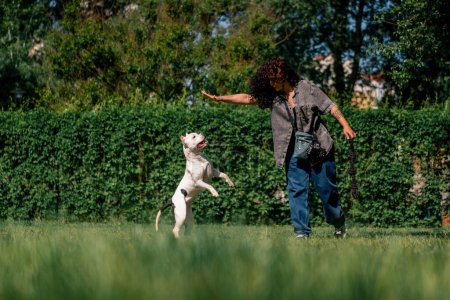Foto de Una chica rizada joven juega con un perro blanco de un gran pit bull crianza en el parque recoge un juguete el perro salta después de ella en el aire - Imagen libre de derechos
