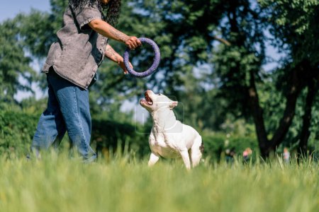 Foto de Una joven juega con un perro blanco de una raza de pit bull grande en el parque burlándose de ella con juguete - Imagen libre de derechos