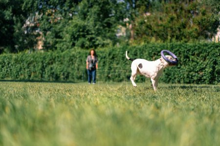 Foto de Una joven juega con un perro blanco de una raza de pit bull grande en el parque el perro lleva juguete en su boca - Imagen libre de derechos