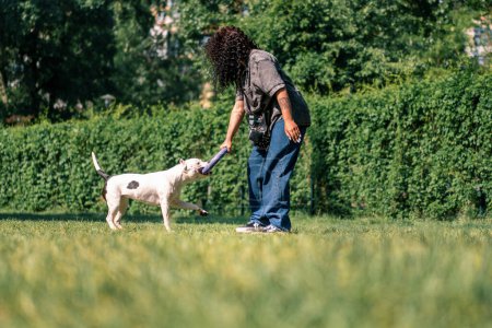 Foto de Una jovencita juega con un perro blanco de una raza de pit bull grande en el parque con un juguete que el perro corre tras ella y tira del juguete con sus dientes - Imagen libre de derechos
