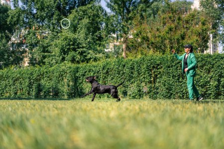 Photo for A woman plays with a black dog of a large cane corso breed on a walk in the park throws toy the dog runs after her - Royalty Free Image