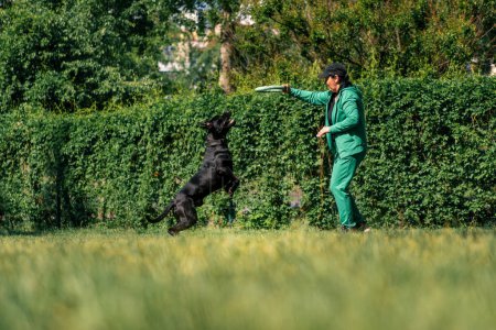 Foto de Una mujer juega con un perro negro de una raza de corso de caña grande en el parque el perro recoge un juguete el perro salta después de ella en el aire - Imagen libre de derechos