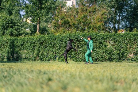 Photo for A woman plays with a black dog of a large cane corso breed in the park the dog picks up a toy the dog jumps after her in air - Royalty Free Image