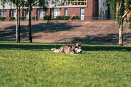 Foto de Un lindo perro husky en un paseo por el parque juega en la hierba durante el paseo de verano de animales - Imagen libre de derechos