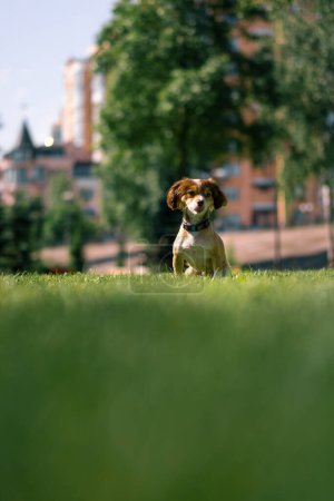 Photo for A cute little dog is lying on the grass in the park and resting animal training on street - Royalty Free Image