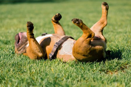 Téléchargez les photos : Petit bouledogue français chien mignon sur une promenade dans le parc en jouant sur l'herbe portrait de chien - en image libre de droit